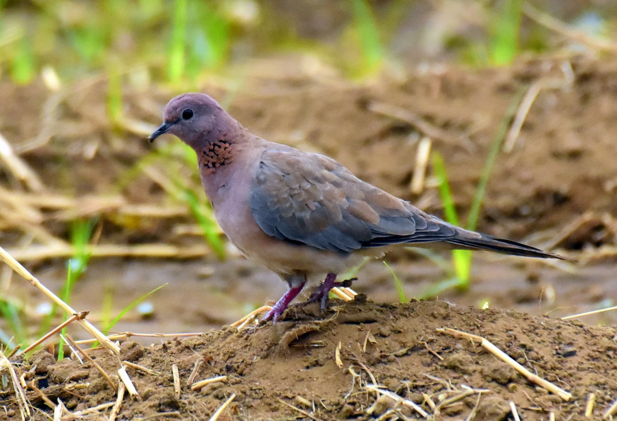 Laughing Dove - ML561521911