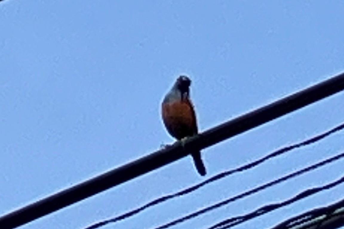 Blue Rock-Thrush - ML561524461