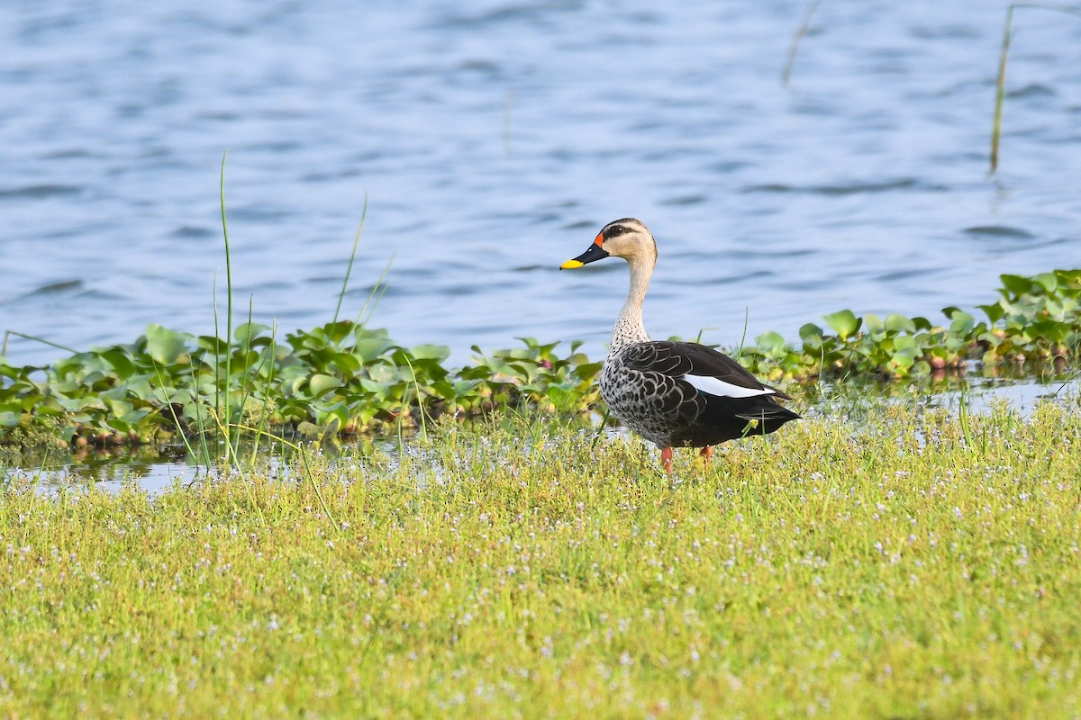 Canard à bec tacheté - ML561524731