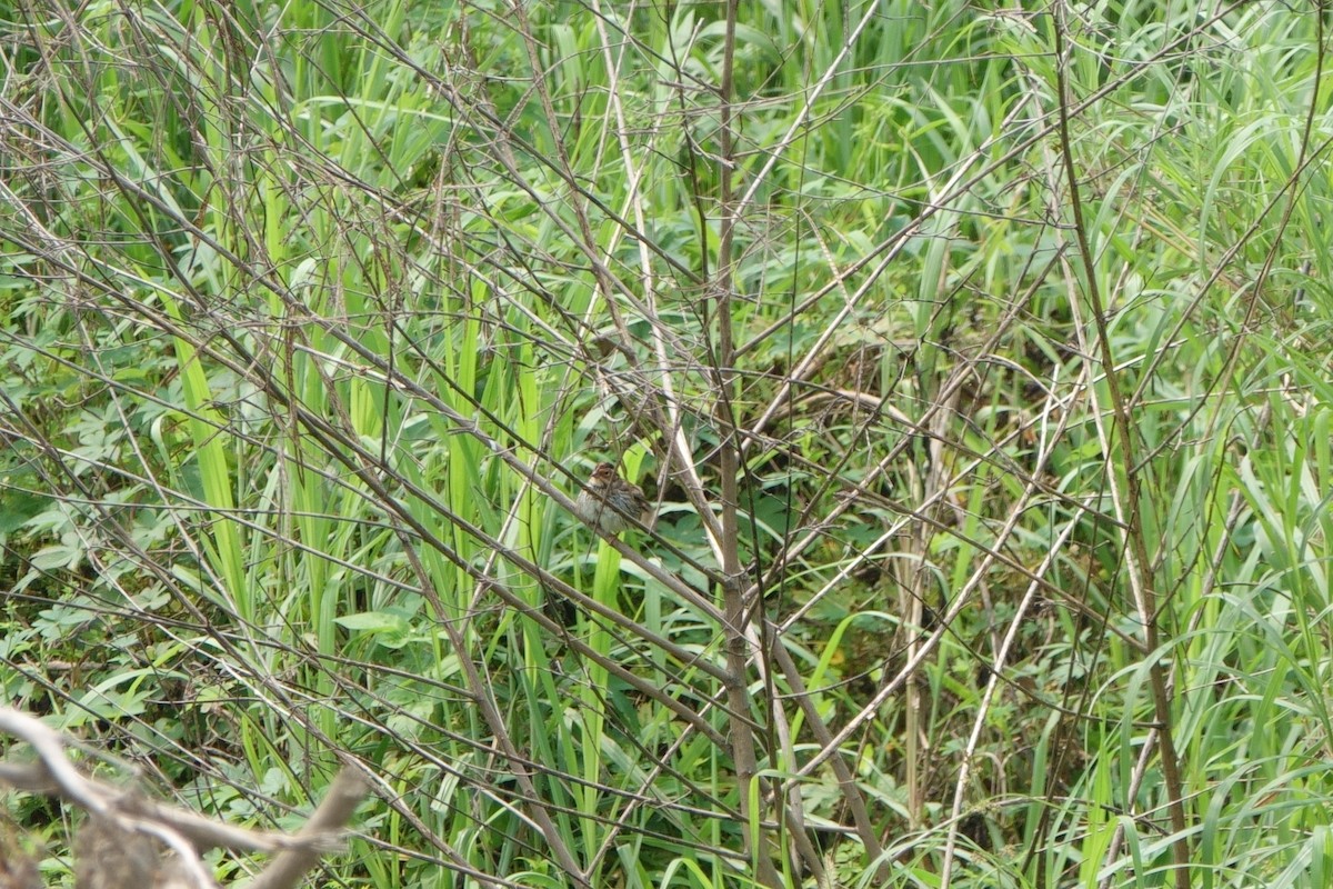 Little Bunting - Wenpei Lin