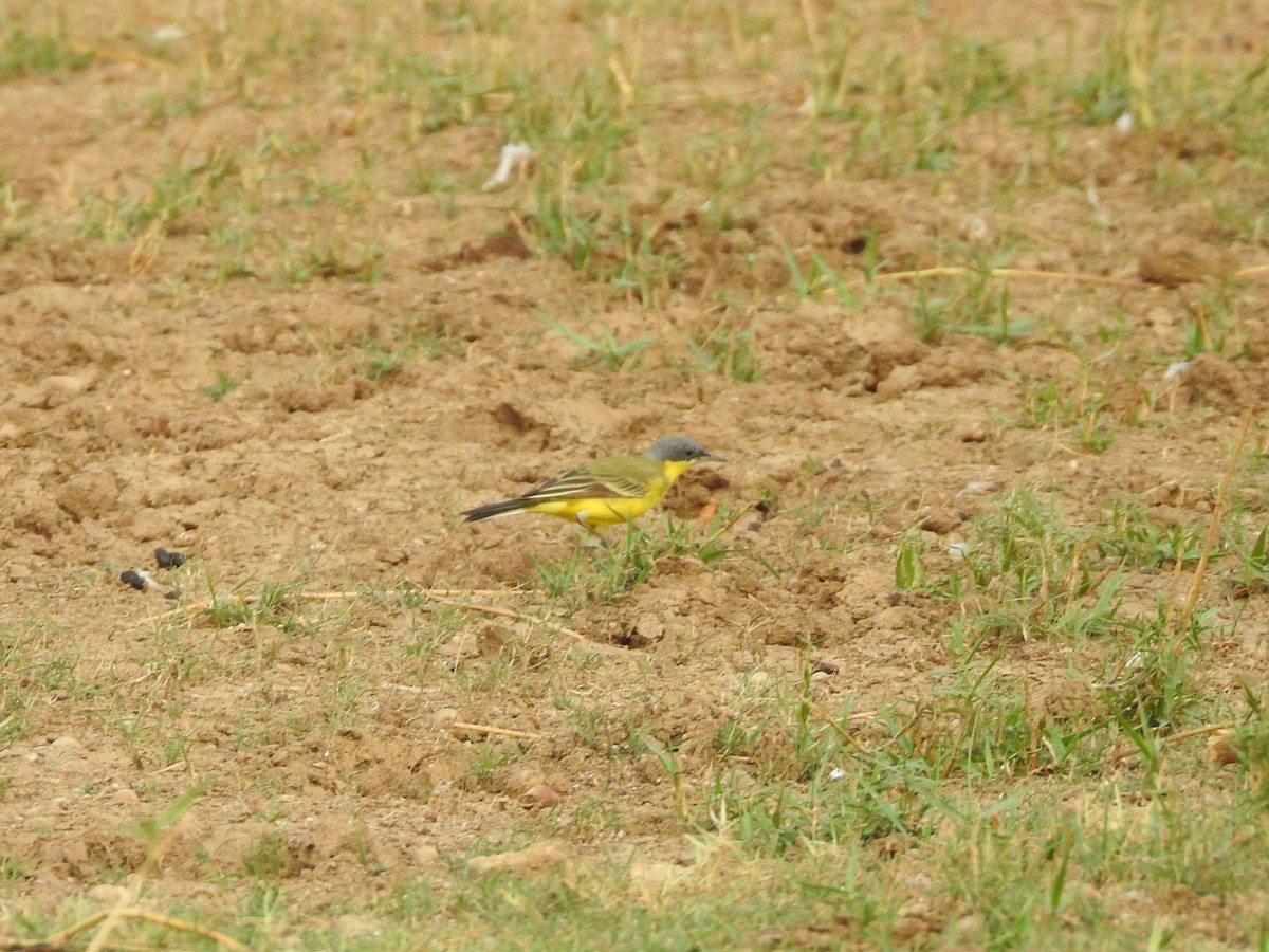 Өрнийн шар цэгцгий - ML561525381