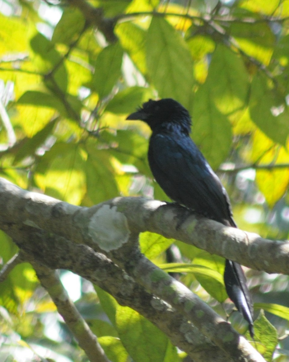 Greater Racket-tailed Drongo - ML561528381
