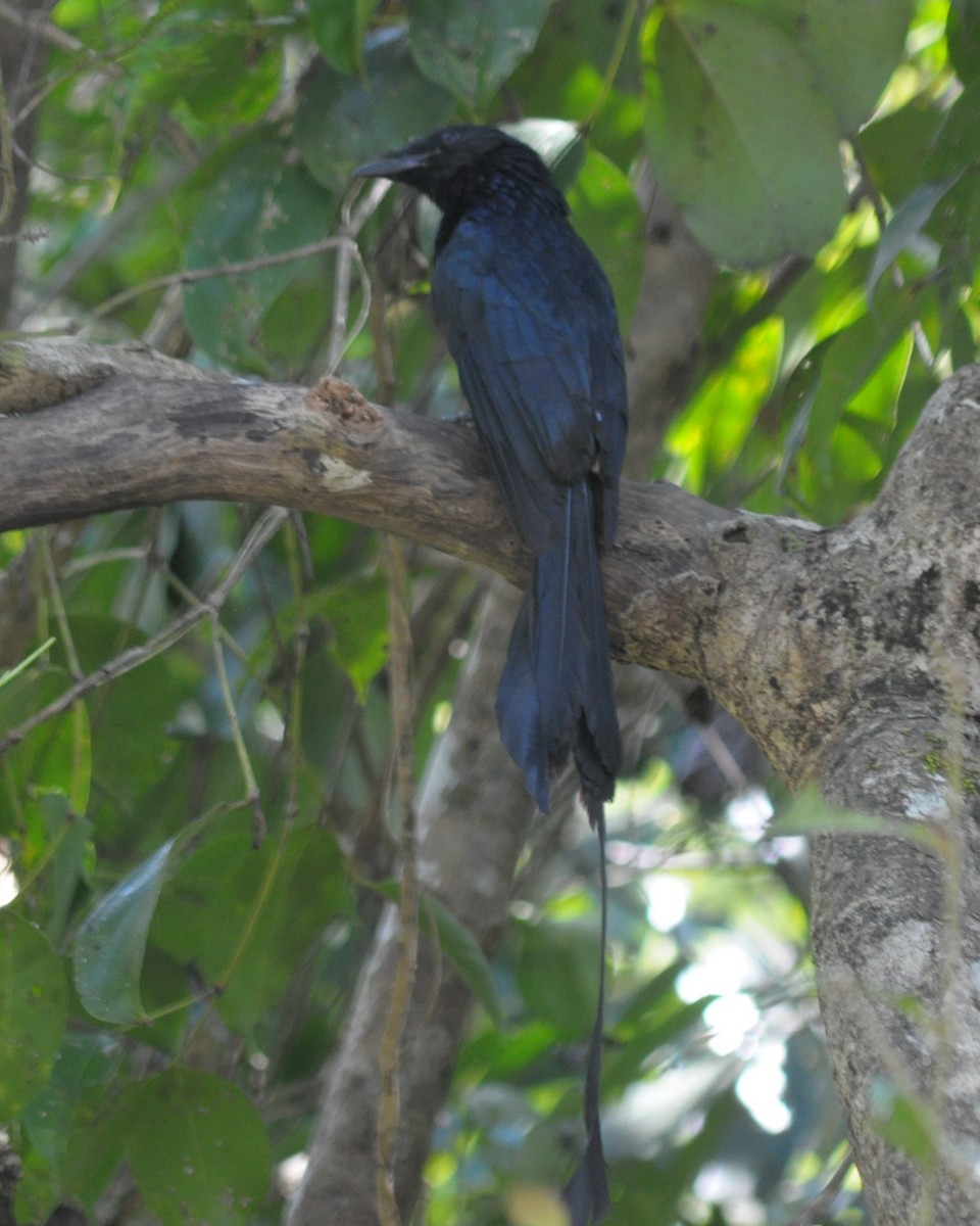 Greater Racket-tailed Drongo - ML561528391