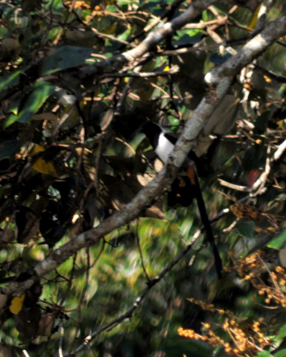 White-bellied Treepie - ML561528491