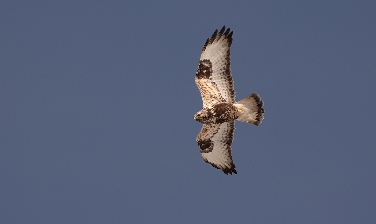 Rough-legged Hawk - ML561529551