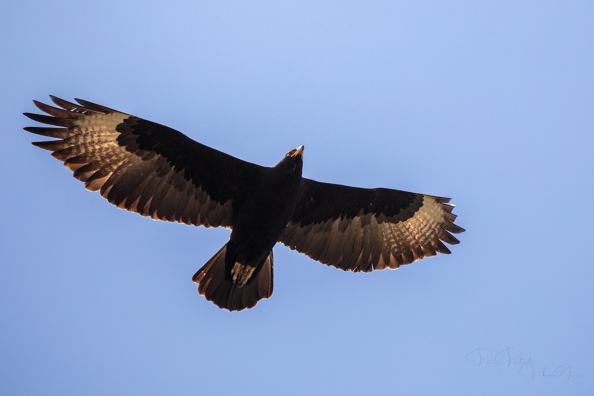 Verreaux's Eagle - ML561530271