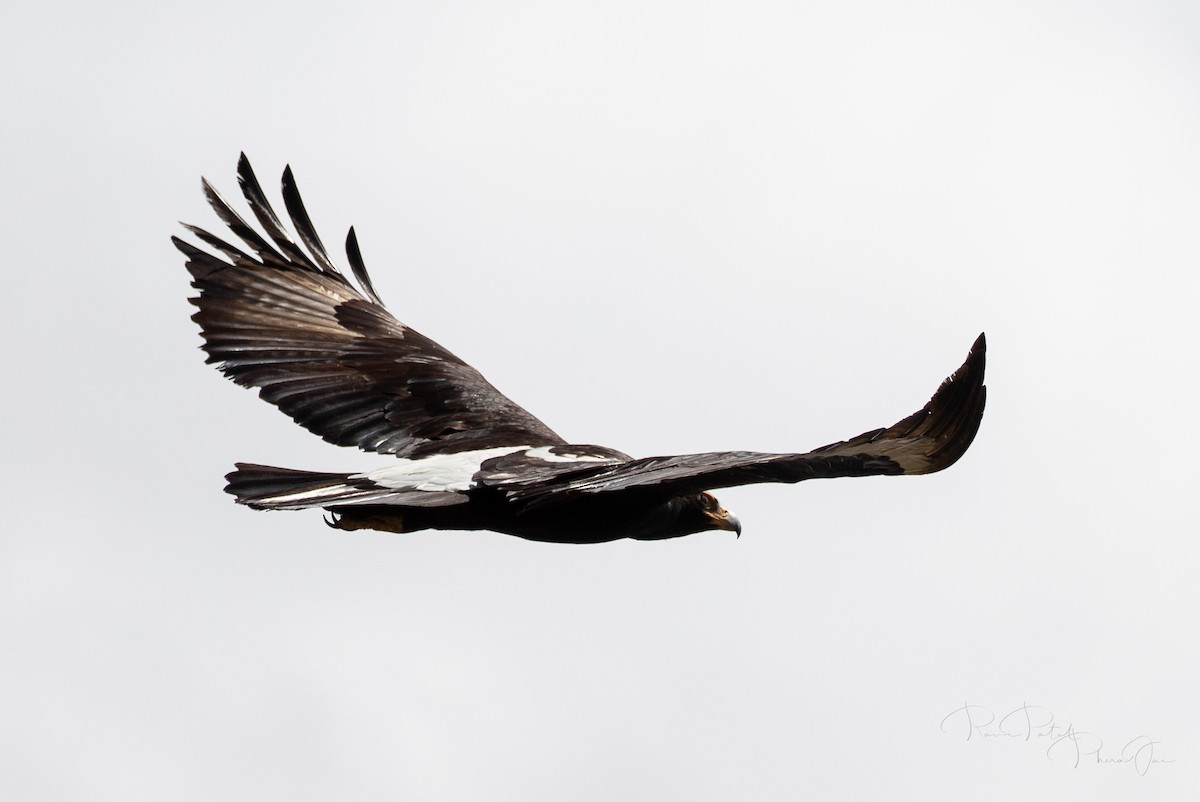 Verreaux's Eagle - ML561530301