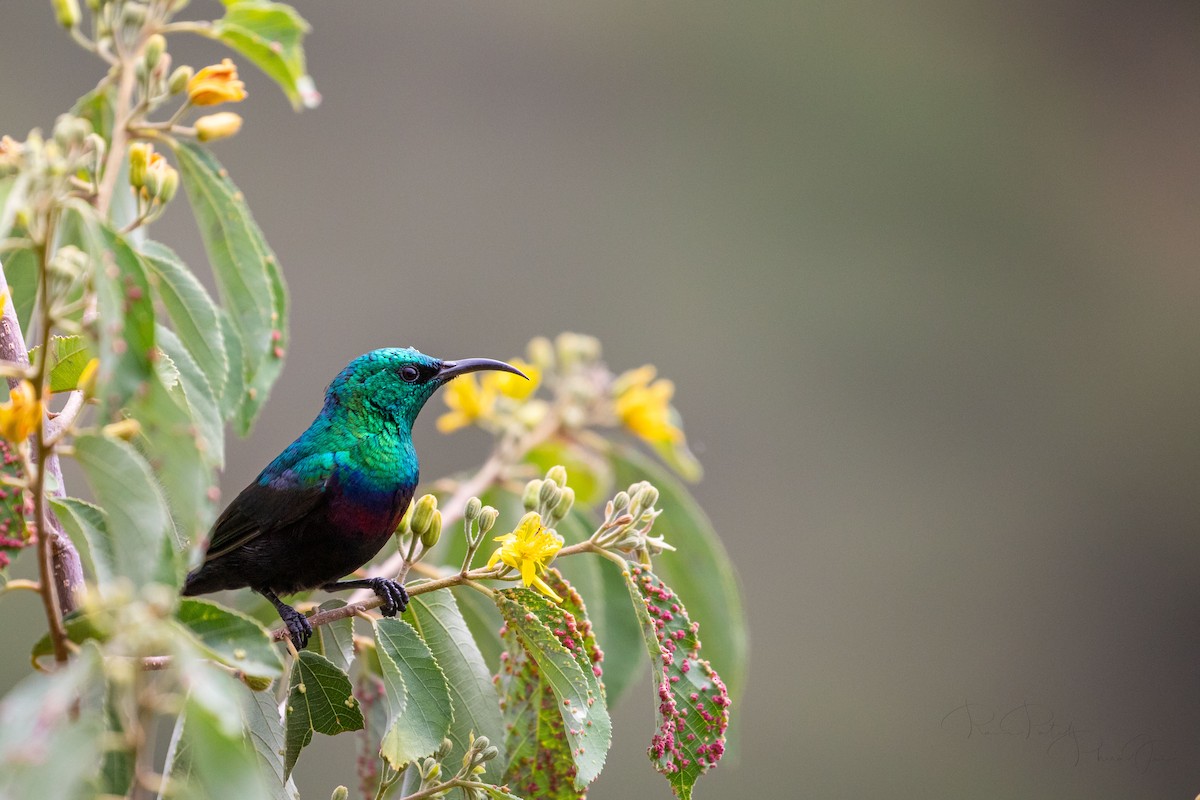 Marico Sunbird - ML561530341