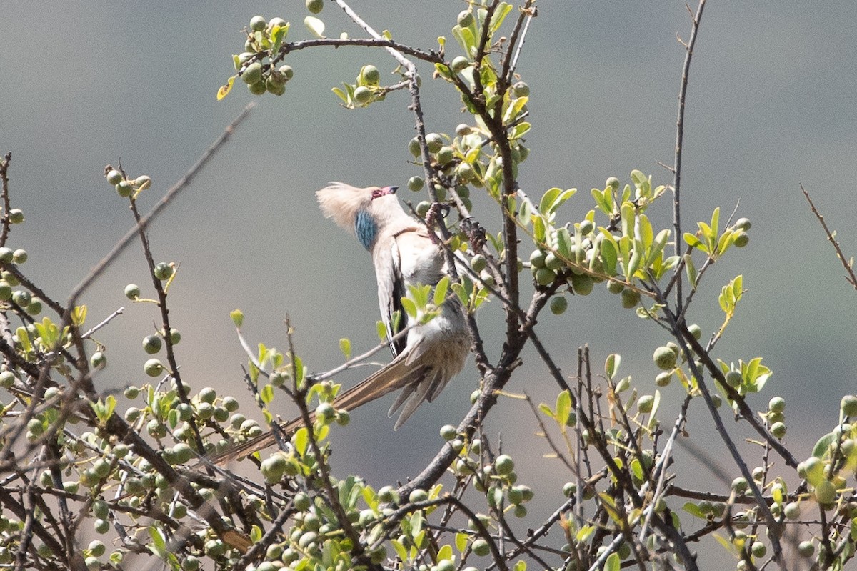 Blue-naped Mousebird - ML561530361