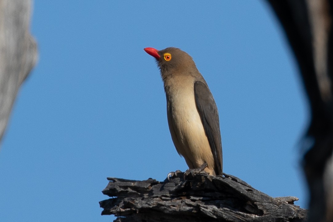 Red-billed Oxpecker - ML561530371