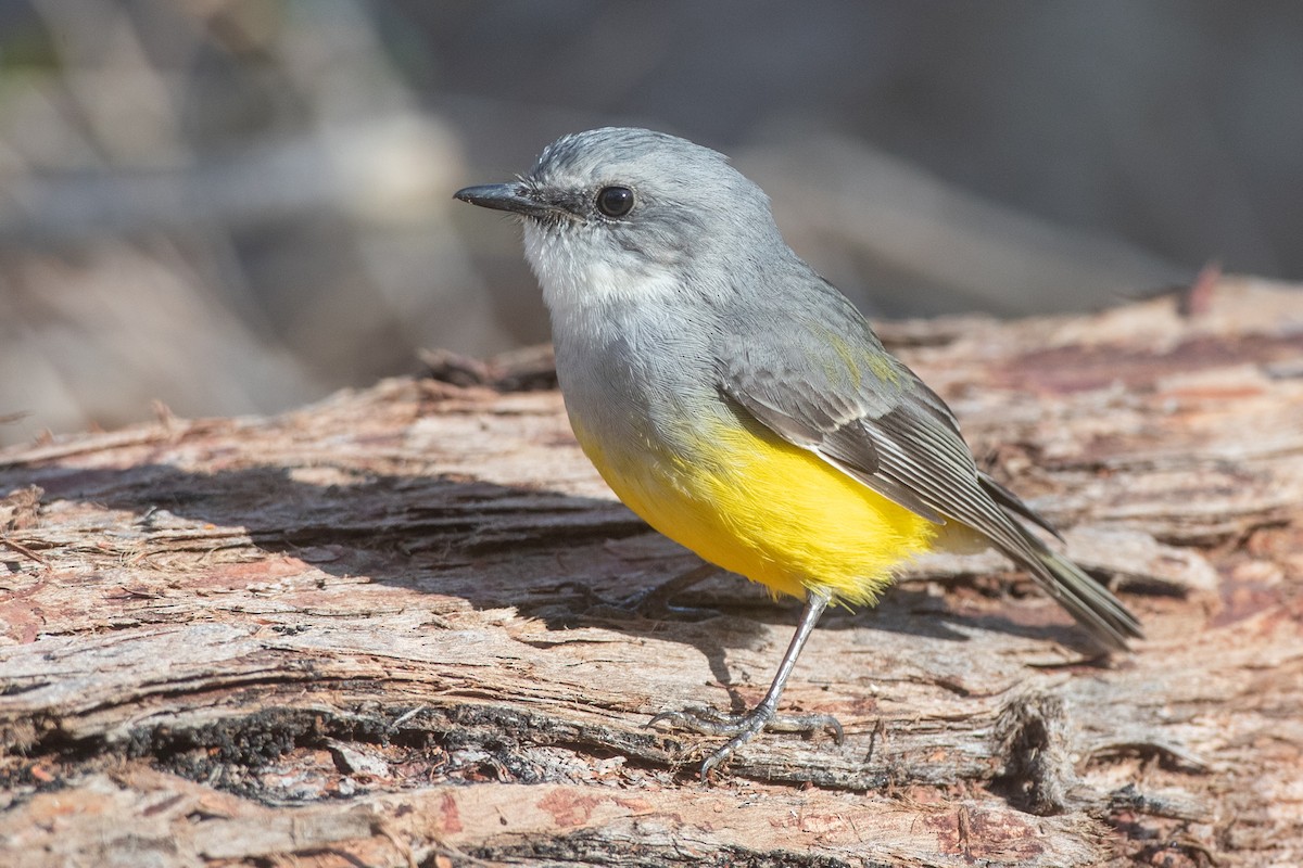 Western Yellow Robin - ML561534301