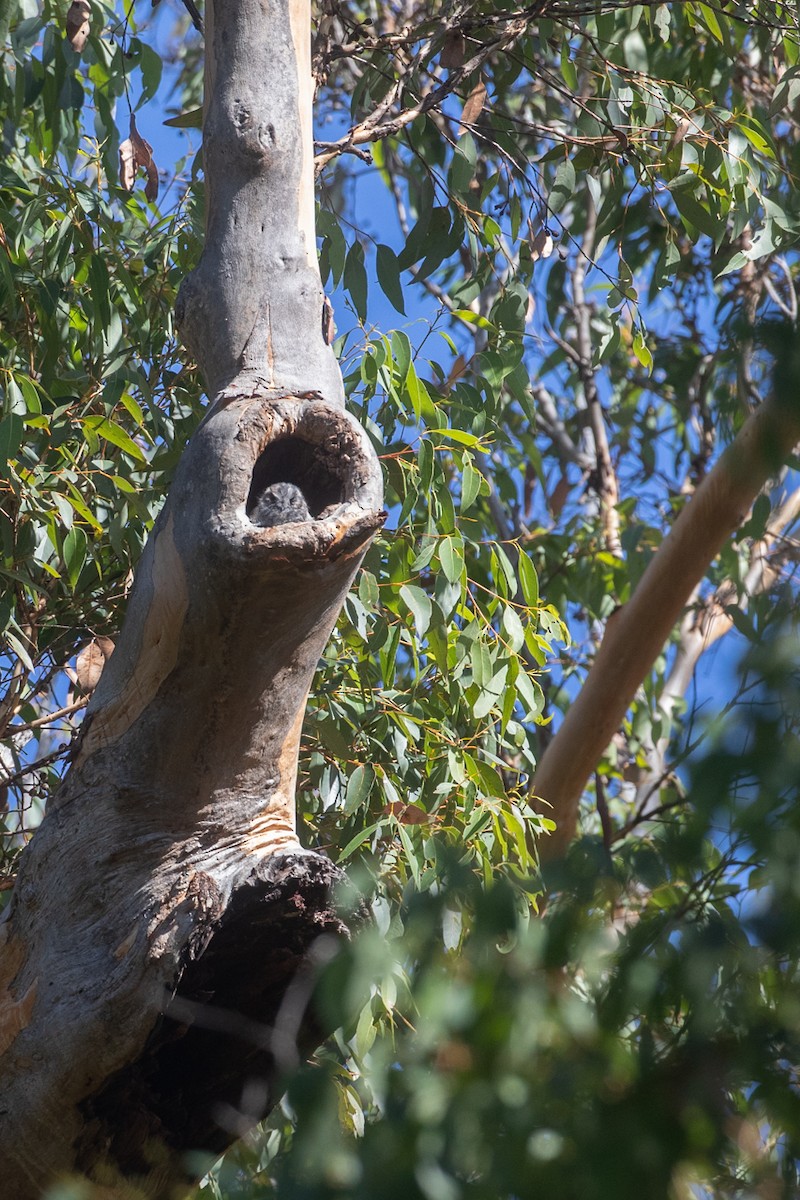 Australian Owlet-nightjar - ML561534921