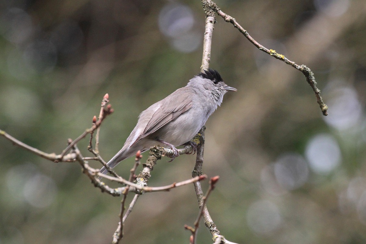 Eurasian Blackcap - ML561536051