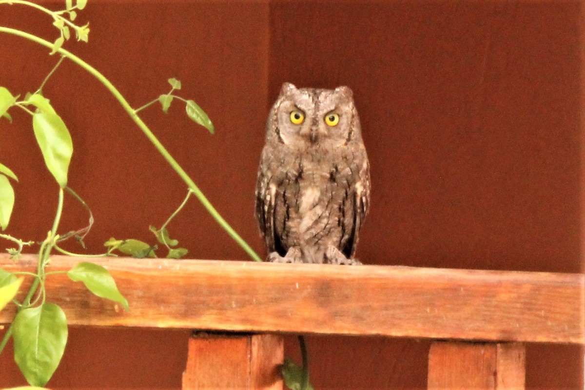 Eurasian Scops-Owl - ML561537031