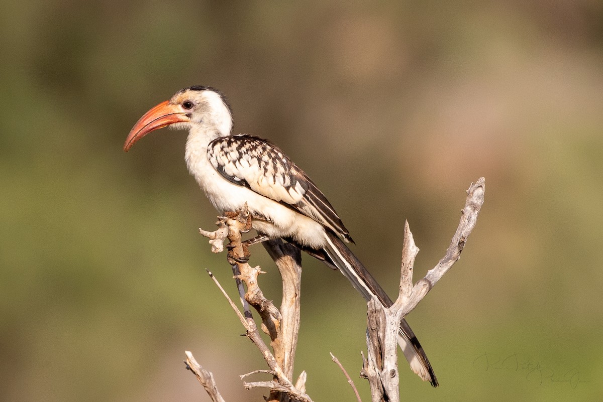 Northern Red-billed Hornbill - ML561537251