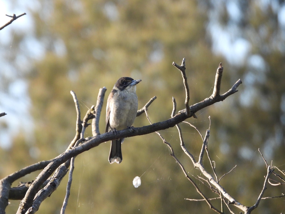 Gray Butcherbird - Amara Bharathy