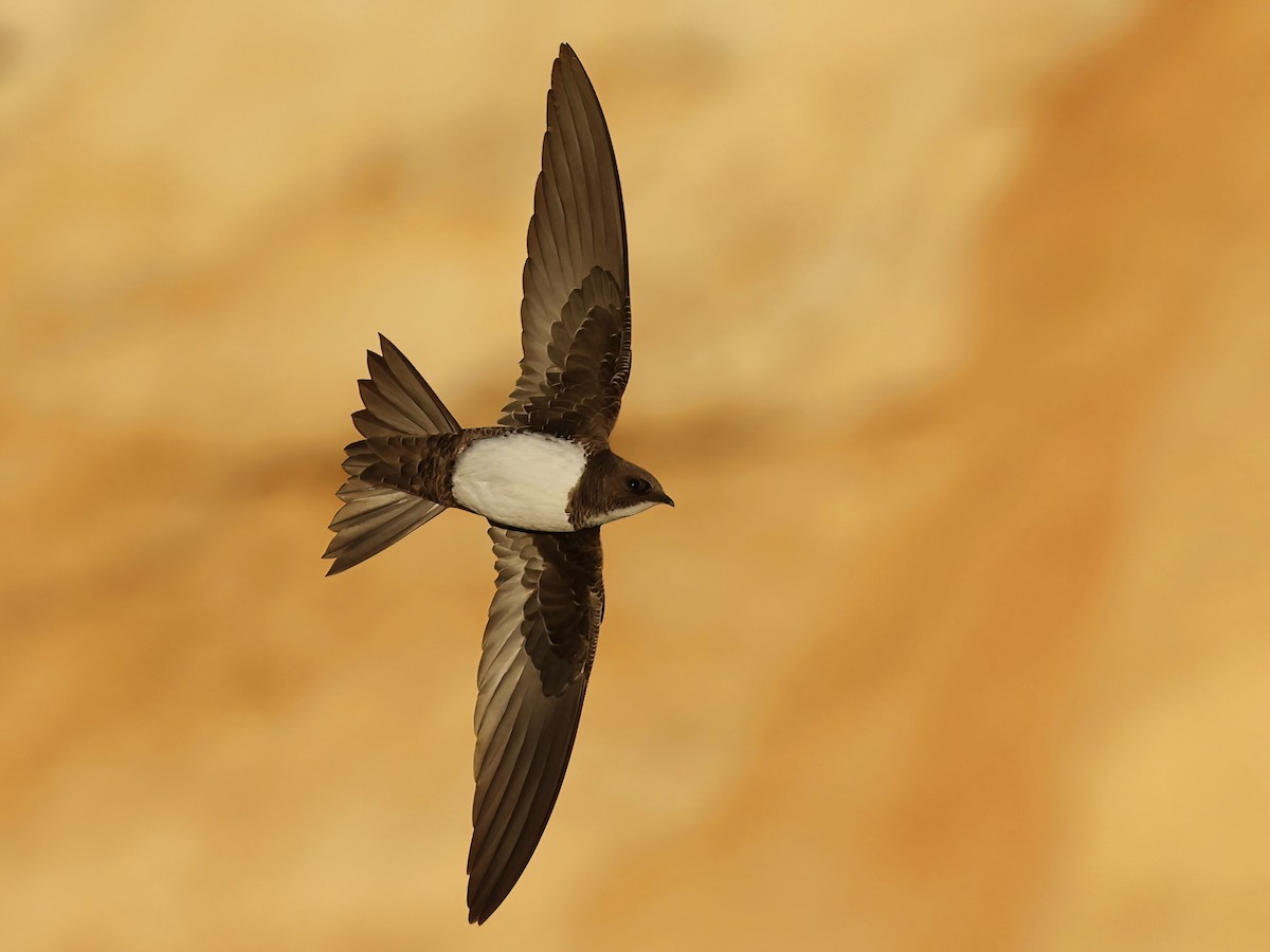 Alpine Swift - ML561539001