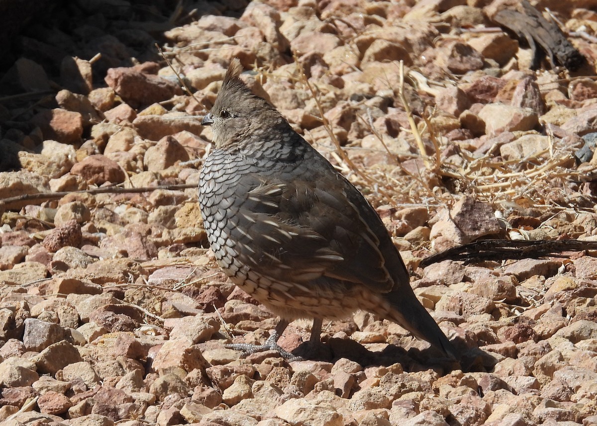 Scaled Quail - Nick Komar