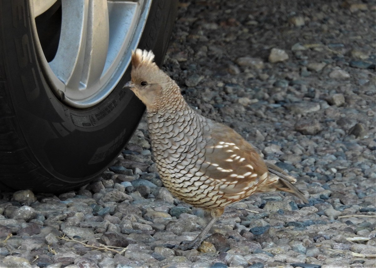 Scaled Quail - Nick Komar