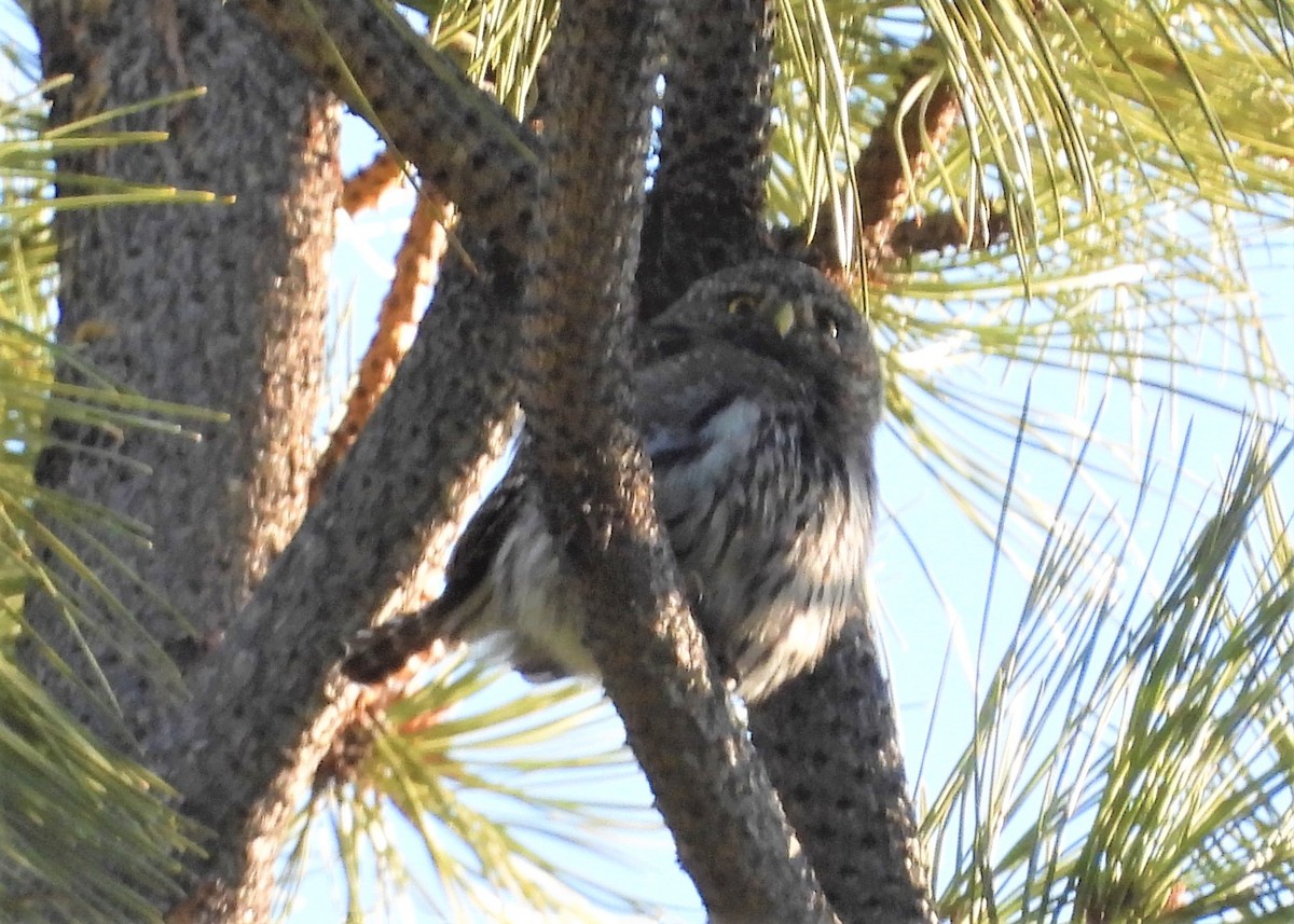Northern Pygmy-Owl - ML561540421