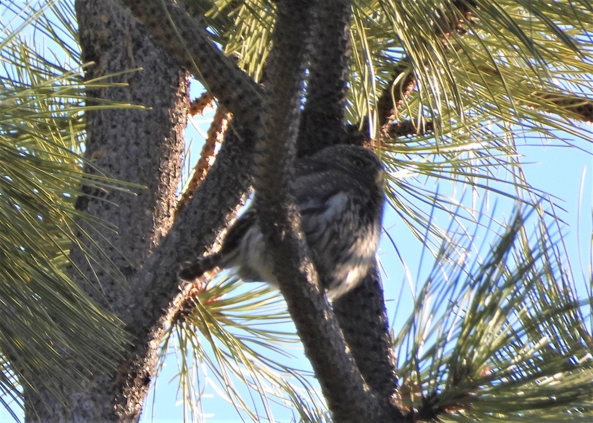 Northern Pygmy-Owl - ML561540561