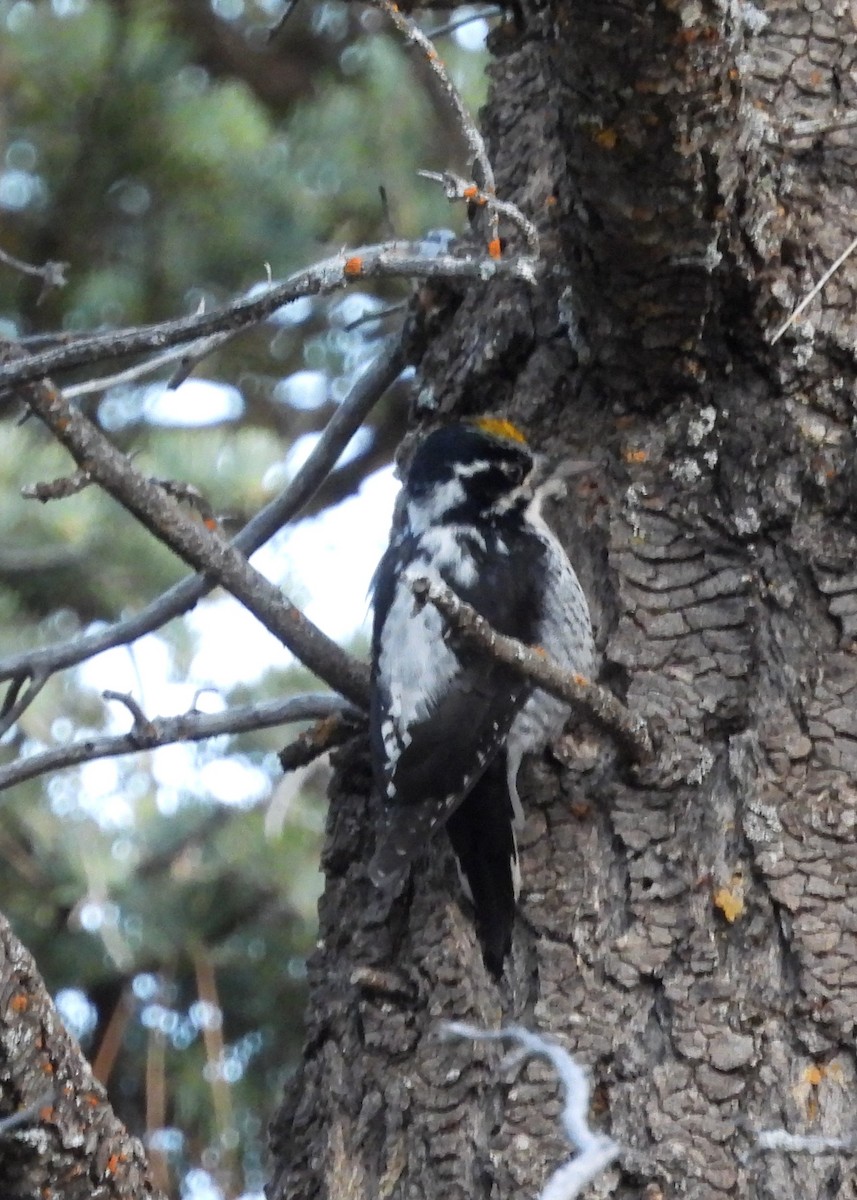 American Three-toed Woodpecker - ML561540651