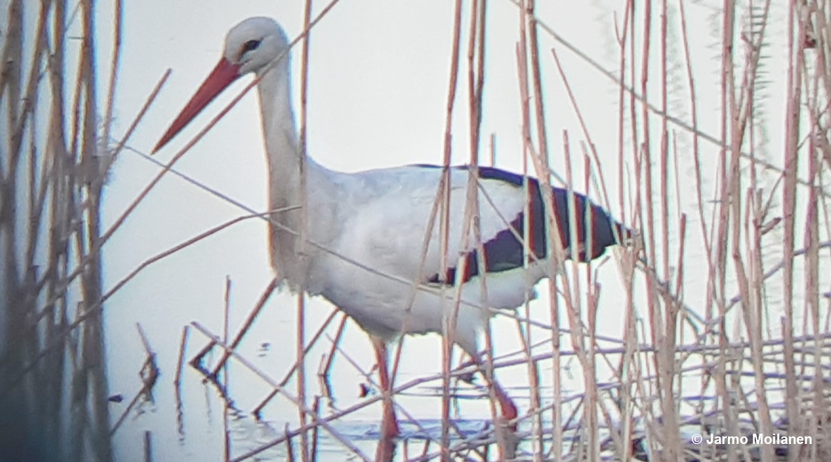 White Stork - ML561542191