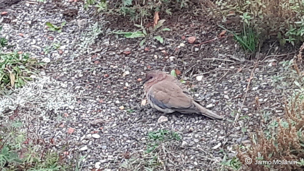 Laughing Dove - ML561542451