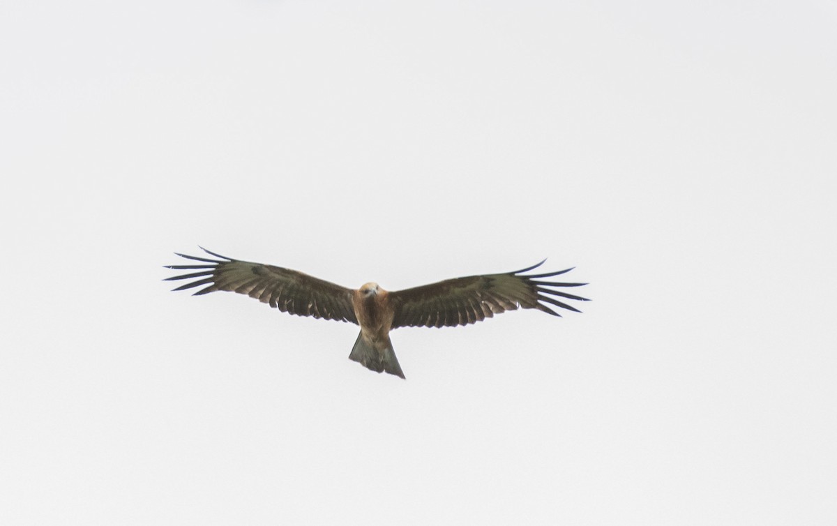 Square-tailed Kite - Richard Webber
