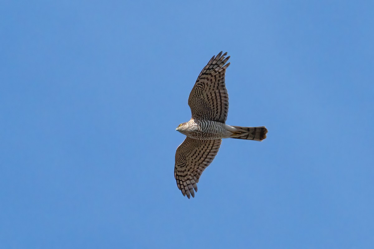 Eurasian Sparrowhawk - ML561543391