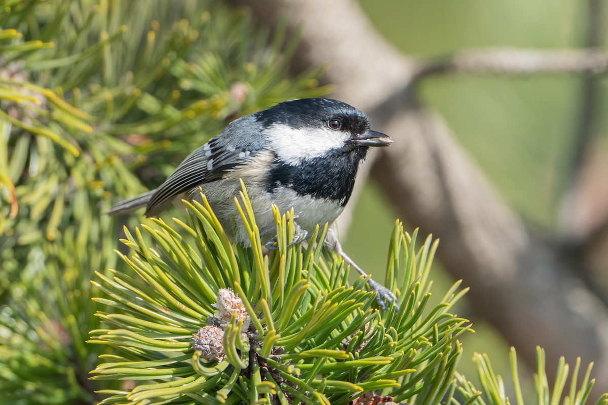 Coal Tit - ML561543811