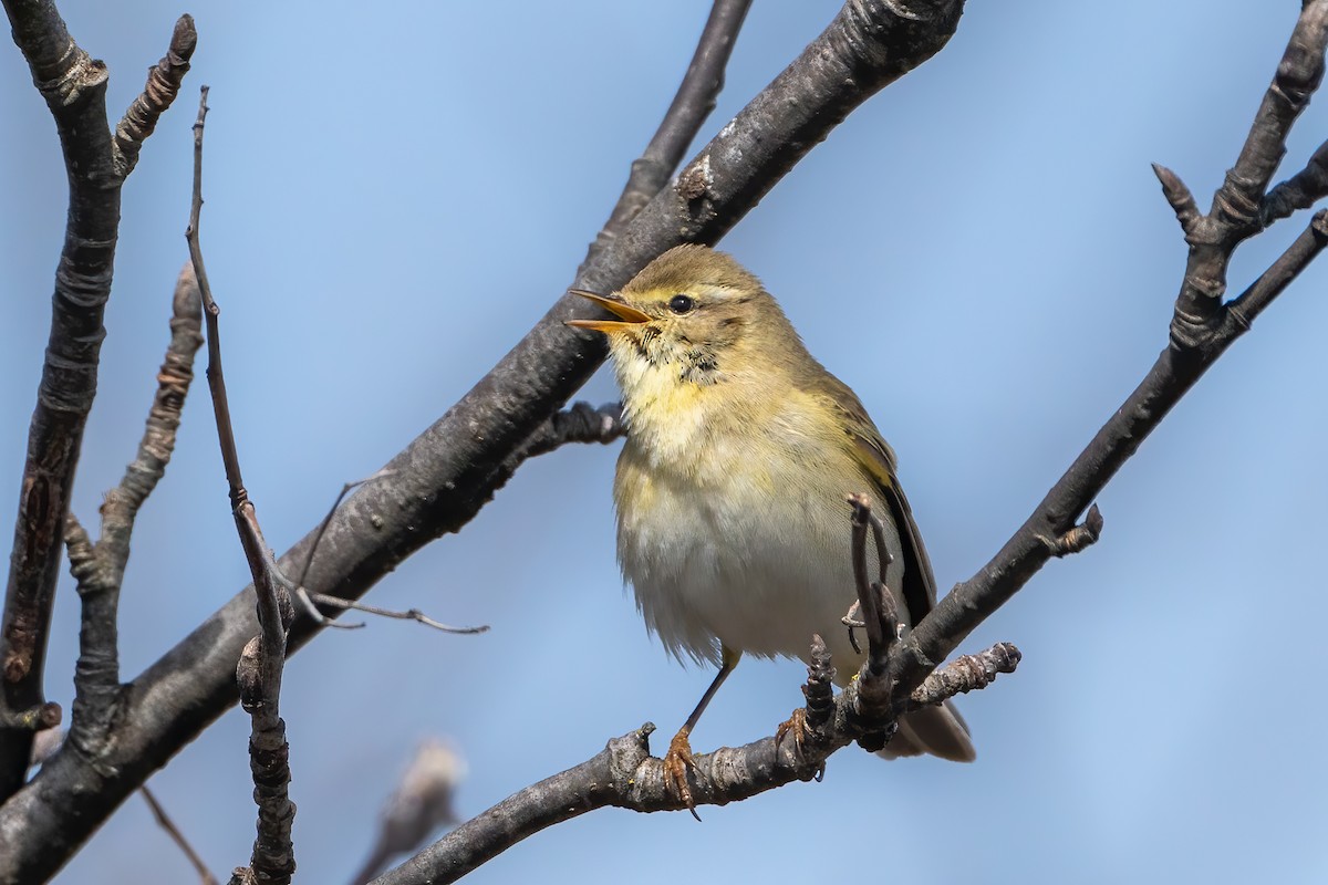 Willow Warbler - ML561543831
