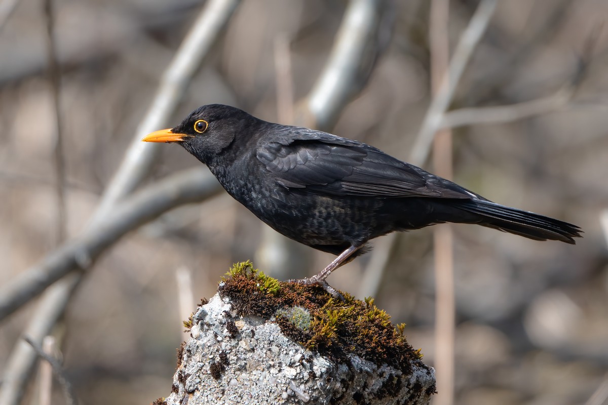 Eurasian Blackbird - ML561543861