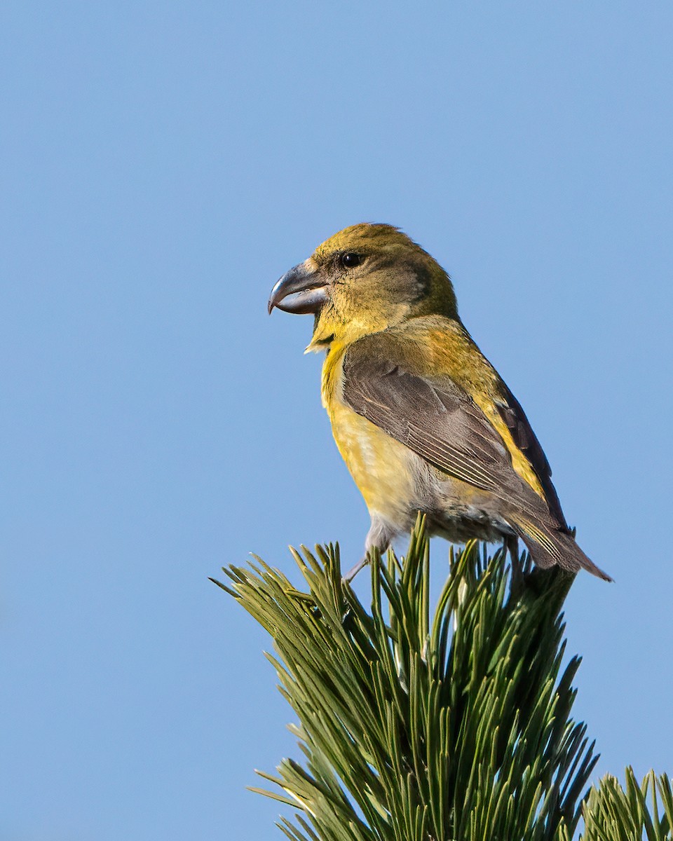 Red Crossbill - ML561543931