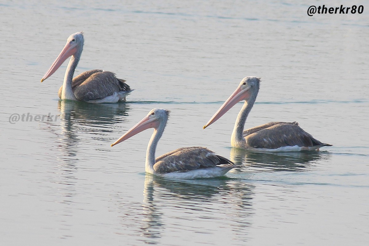 Spot-billed Pelican - Karthik  Raja R