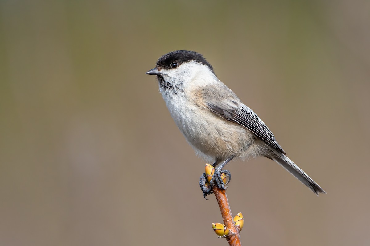 Mésange boréale - ML561544491