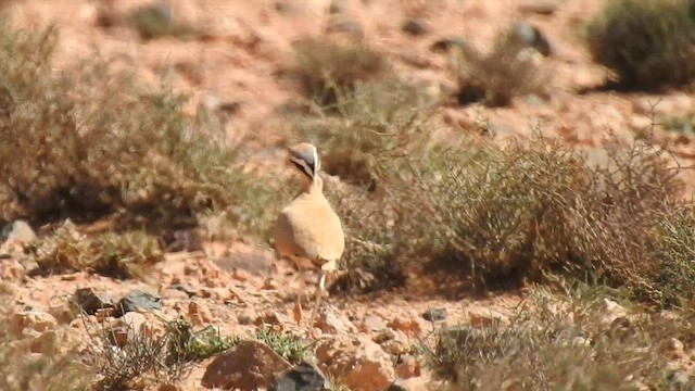 Cream-colored Courser - ML561544531