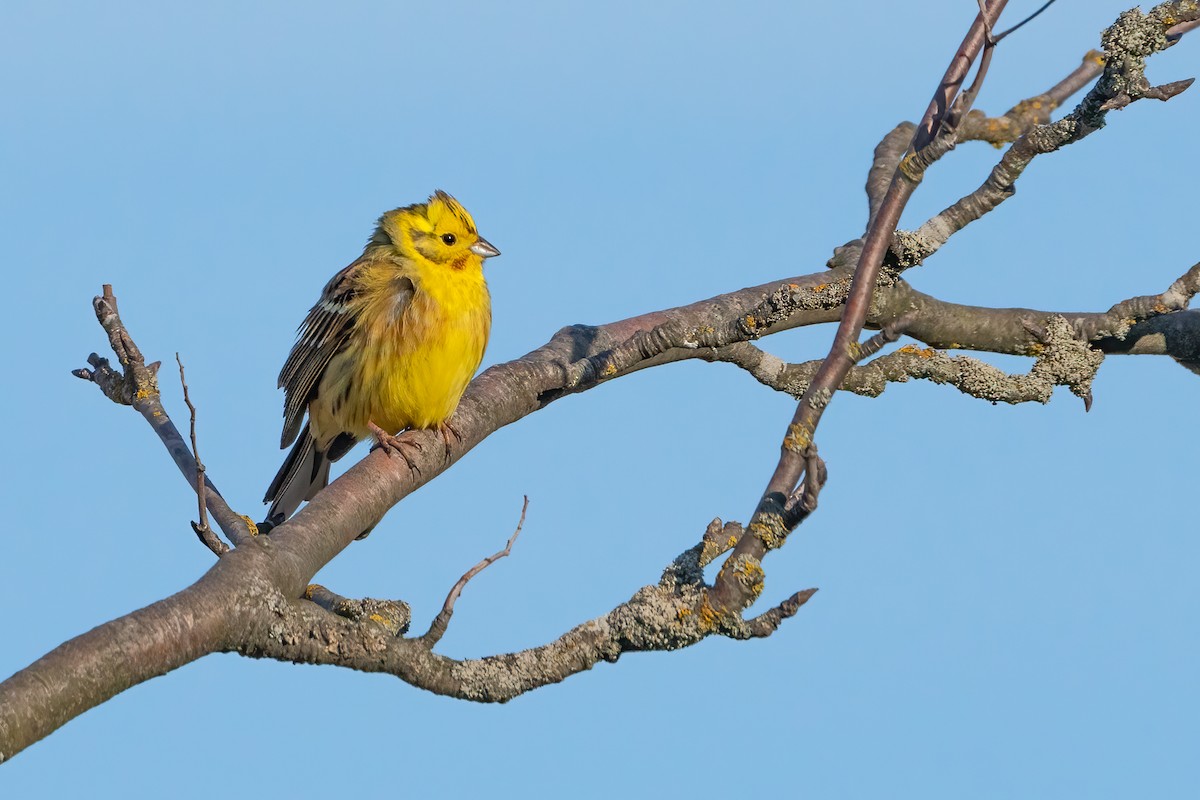 Yellowhammer - ML561544631