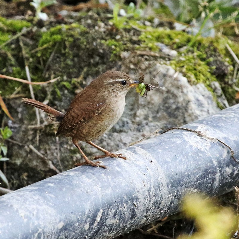 Eurasian Wren - ML56154541