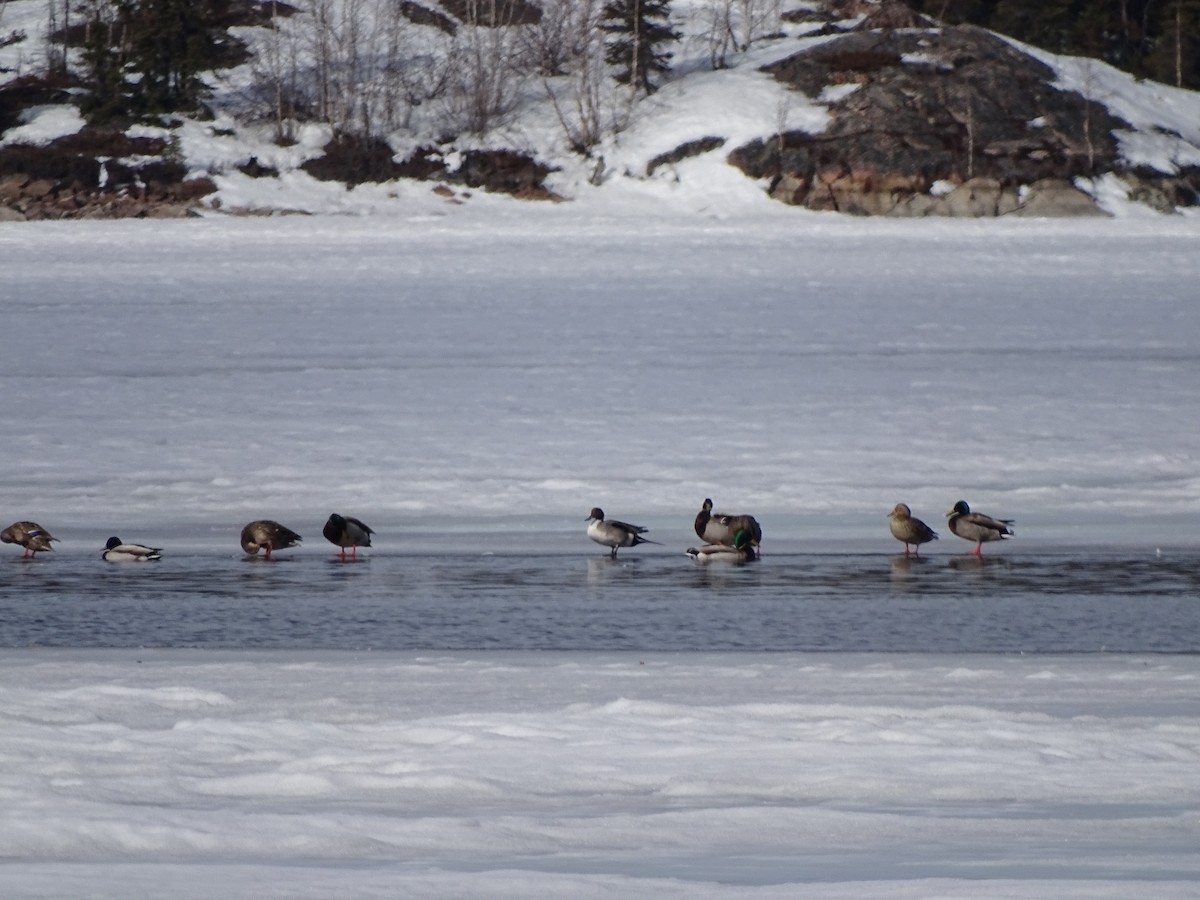 Northern Pintail - ML56154651