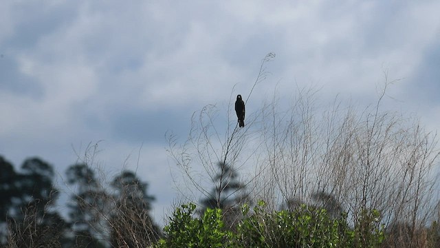 Bobolink - ML561546811