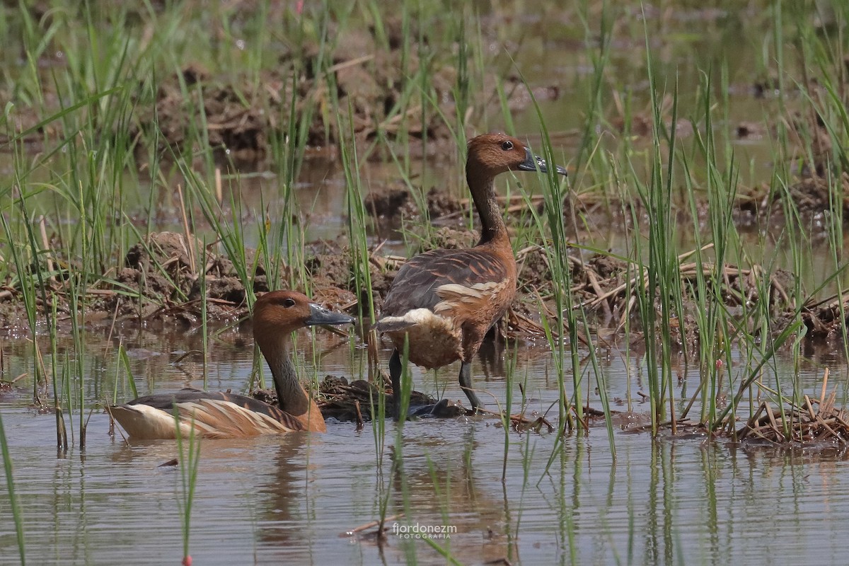 Fulvous Whistling-Duck - ML561546841