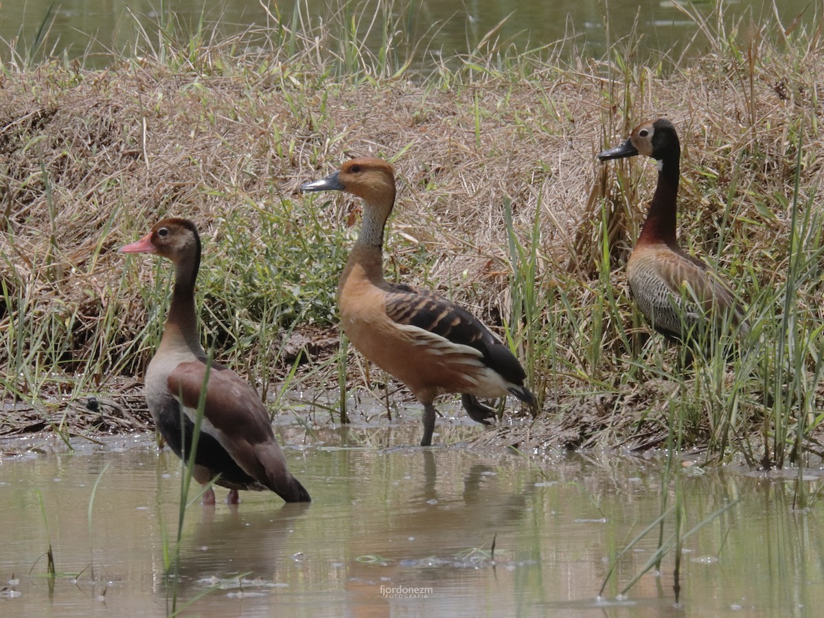 Fulvous Whistling-Duck - Francisco J. Ordonez M.