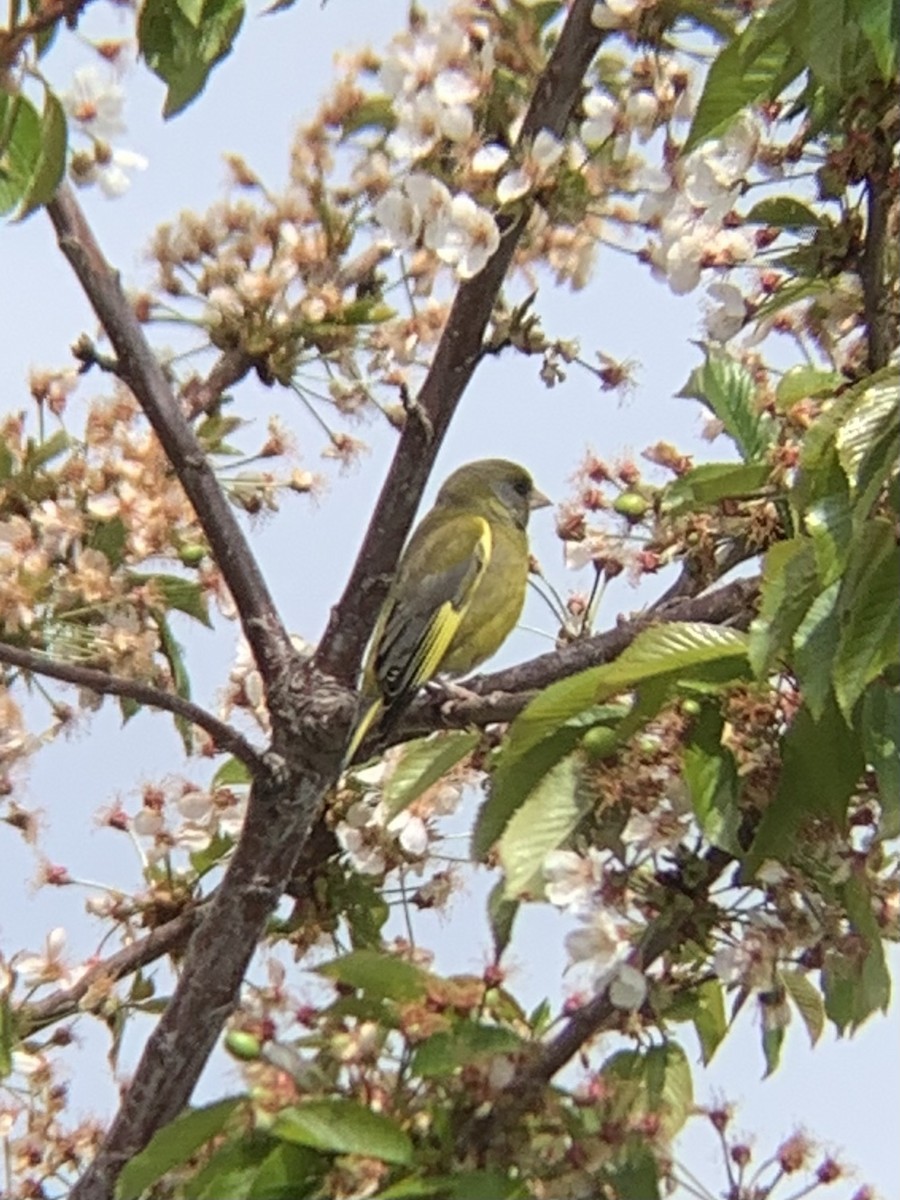 European Greenfinch - Colin Little