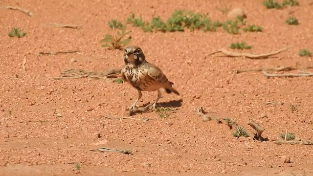 Thick-billed Lark - ML561548501