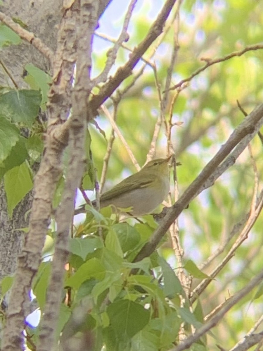 Wood Warbler - Colin Little