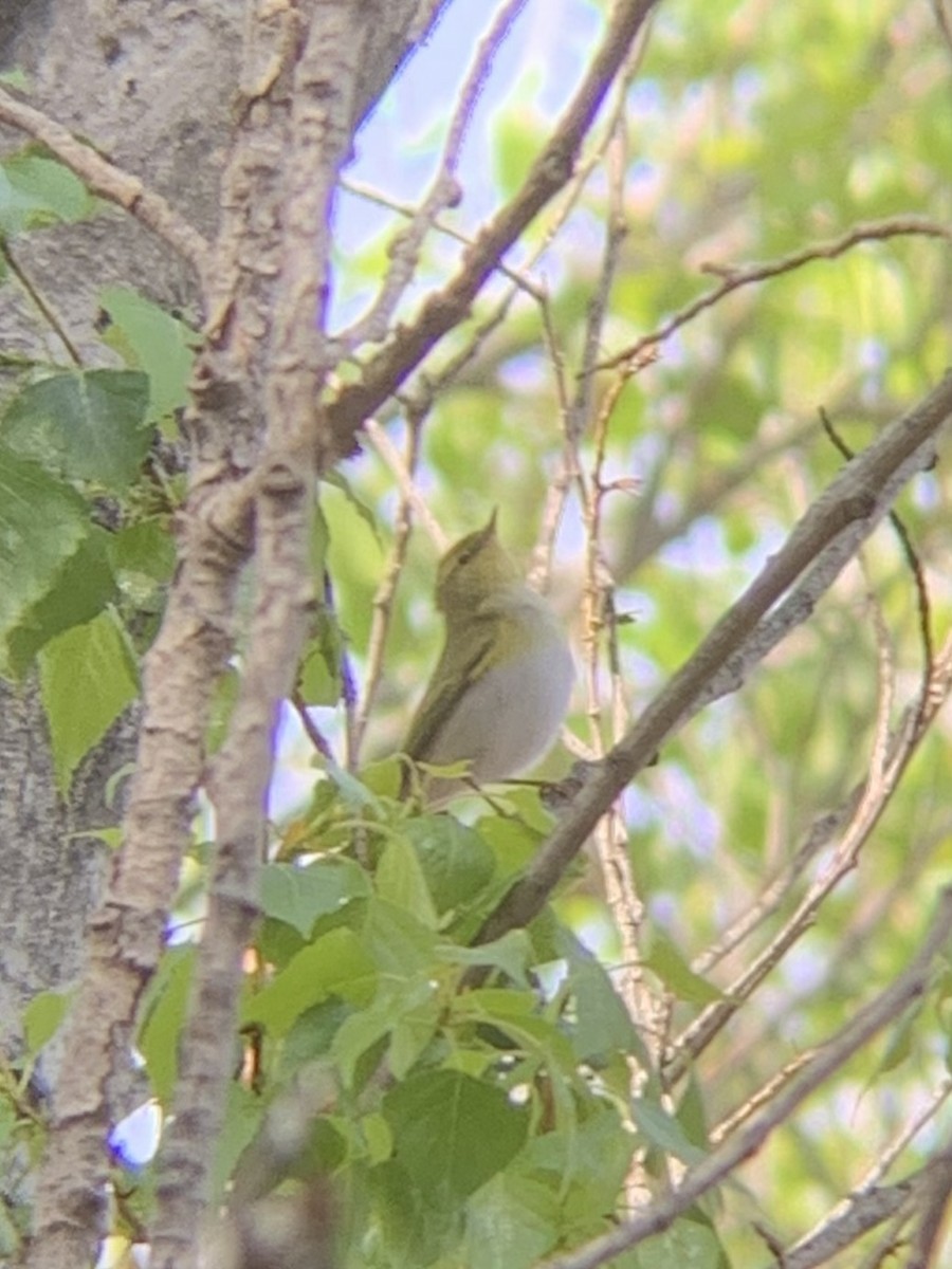 Wood Warbler - Colin Little