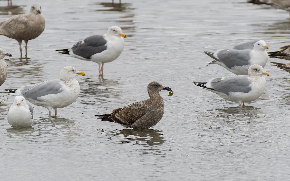 Western Gull - ML561549011