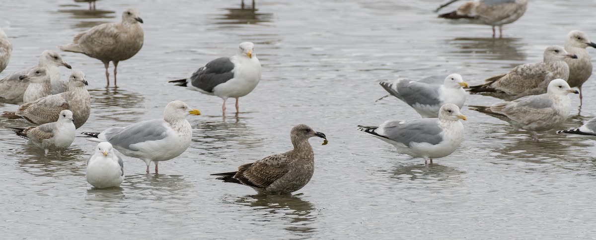 Western Gull - ML561549021