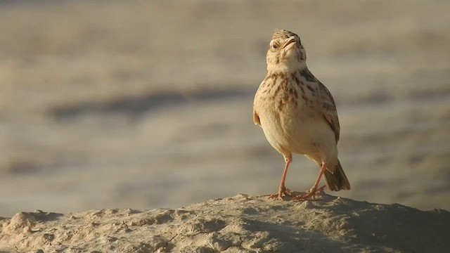 Crested Lark (Maghreb) - ML561549081